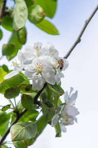 分支 苹果 花园 花瓣 美丽的 夏天 粉红色 植物学 盛开