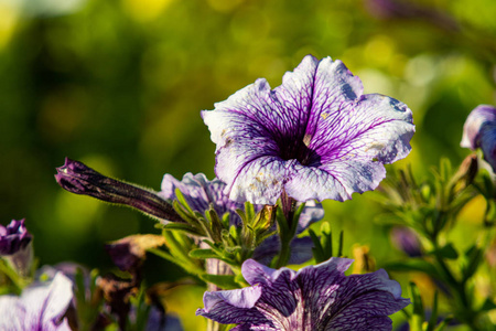 特写镜头 盛开 花束 生长 春天 开花 花的 花园 紫色