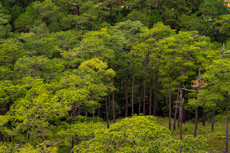 场景 植物区系 航班 环境 天线 自然 美丽的 风景 云杉