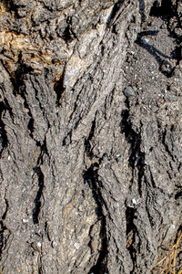 材料 墙纸 树干 特写镜头 树皮 松木 老化 古老的 显微照相