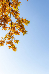 橡树 颜色 复制 天气 阳光 公园 美丽的 秋天 美女 树叶