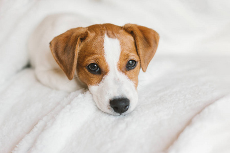 Adorable puppy Jack Russell Terrier on the white blanket. 