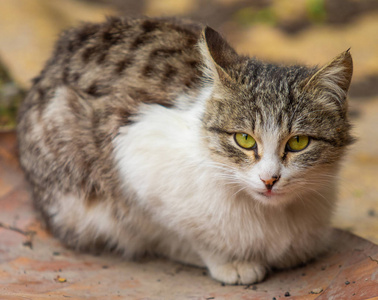 基蒂 外部 生姜 可爱极了 肖像 动物 太阳 斑猫 晒太阳