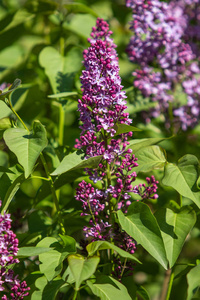 紫色 园艺 丁香花 浪漫 开花 植物学 花的 礼物 紫罗兰