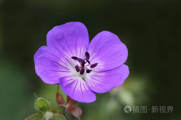 受电弓 植物学 植物 繁荣的 植物区系 紫罗兰 紫色 开花