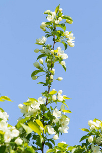 植物学 分支 园艺 颜色 植物 夏天 粉红色 特写镜头 开花