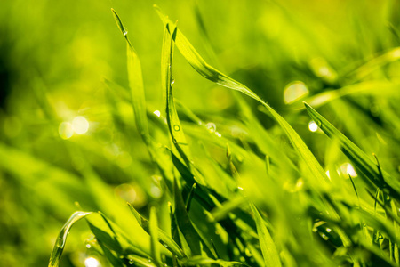 雨滴 植物区系 露水 植物 阳光 季节 纹理 液滴 花园