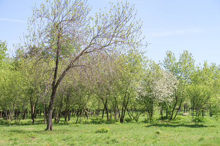 农业 太阳 环境 季节 植物 草坪 农场 场景 春天 自然