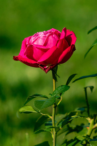 特写镜头 花束 季节 颜色 开花 风景 自然 春天 玫瑰