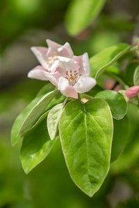 盛开 季节 树叶 自然 温柏 夏天 花瓣 果园 颜色 春天