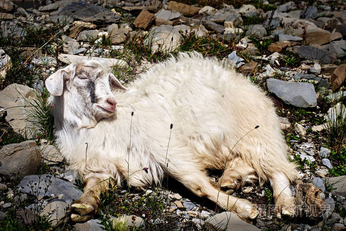 山羊肖像动物睡在自然环境中