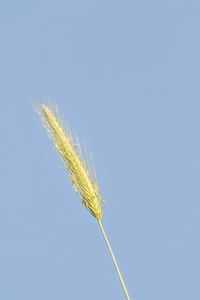 季节 谷类食品 乡村 成长 粮食 植物 作物 收获 农事