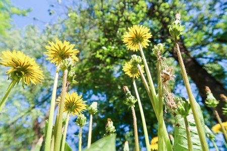 牧场 花的 植物 自然 季节 天空 美丽的 蒲公英 植物区系