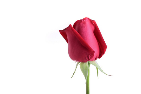 白色背景上孤立的红玫瑰花