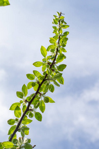 自然 森林 天空 美女 公园 桦木 分支 植物 环境 树叶