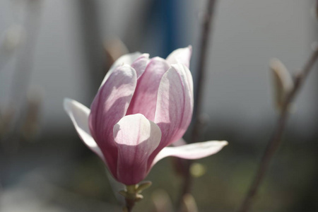 季节 园艺 成长 环境 灌木丛 郁郁葱葱 花园 自然 院子