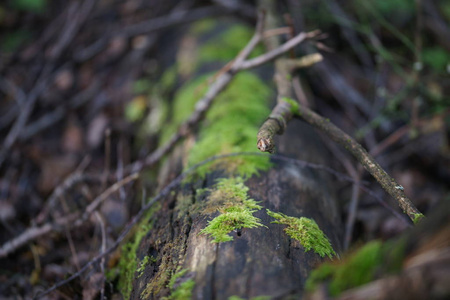 木材 特写镜头 野生动物 蘑菇 树叶 植物 环境 森林 秋天