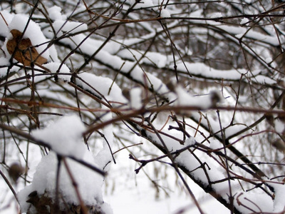 树枝上的雪