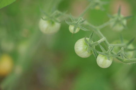 食物 花园 农场 收获 蔬菜 农业 植物 特写镜头 生长