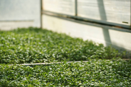 污垢 沥青 栽培 生菜 农事 植物 车道 食物 花园 自然