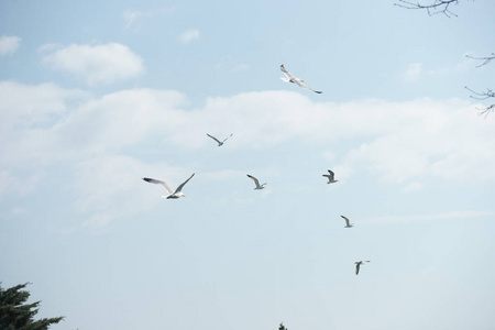 自由的 摆动 野生动物 羽毛 海鸥 鸟类学 运动 滑翔 航班