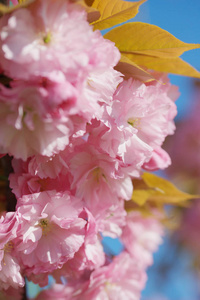 郁郁葱葱 环境 农业 粉红色 园艺 农场 开花 树叶 花园