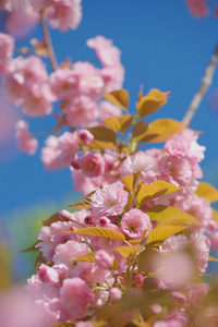 果园 粉红色 农业 收获 分支 乡村 成长 生物 园艺 开花