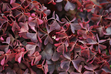 特写镜头 花儿 花瓣 自然 植物 纹理 花园 夏天 盛开