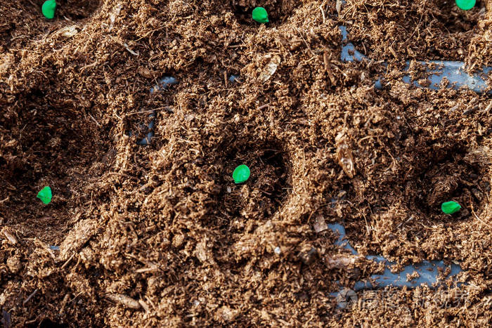 园丁在地里亲手播种胡椒种子