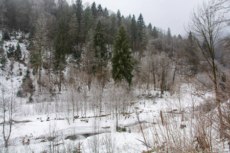 季节 森林 美丽的 场景 天气 木材 天空 冬天 寒冷的