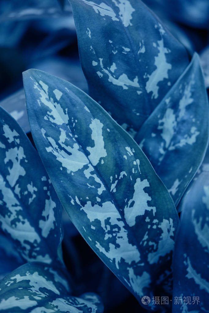 树丛的叶子在潮流中经典的蓝色2020年的颜色