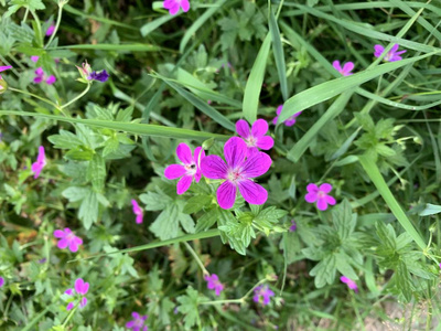 美丽的 花瓣 春天 植物 森林 植物学 植物区系 粉红色