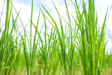 近距离拍摄稻芽植物在稻田中的生长。