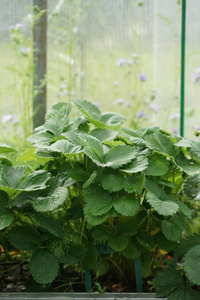 食物 营养 农场 植物区系 草莓 温室 园艺 花园 生长