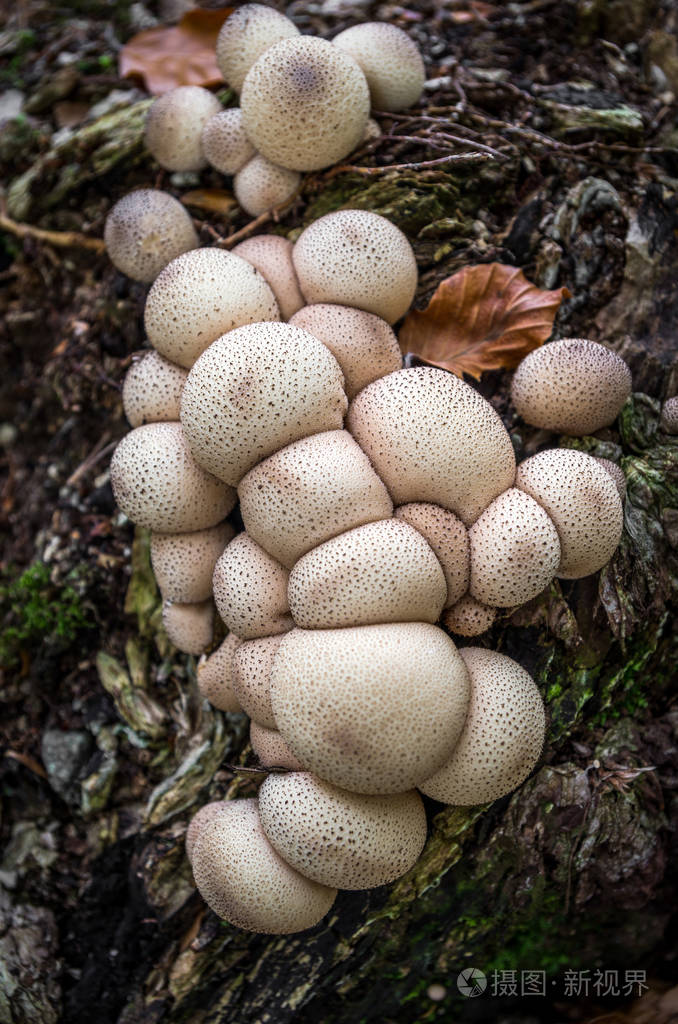 lycoperdonpyriformeinediblefungus