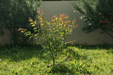 灌木 夏天 树叶 花园 木材 季节 森林 环境 美女 植物