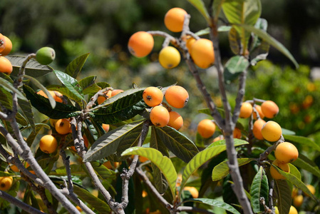 食物 春天 颜色 收获 美味的 森林 柑橘 植物学 水果