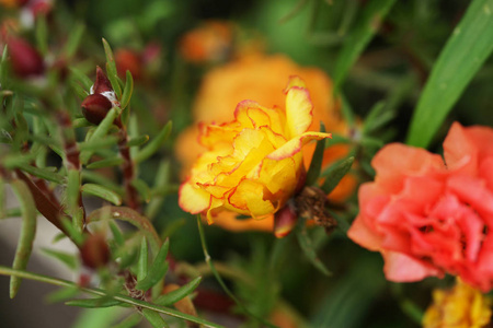 粉红色 自然 盛开 马齿苋 花园 花儿 花瓣 开花 纹理