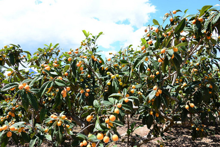 柑橘 食物 甜的 森林 水果 天空 分支 花园 收获 维生素