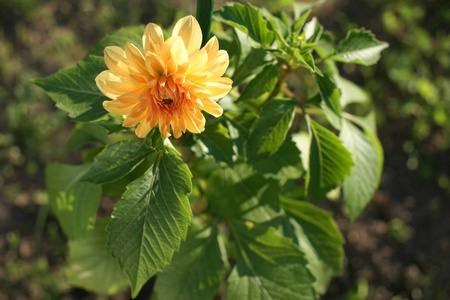 花的 夏威夷 植物区系 花瓣 季节 特写镜头 植物学 自然