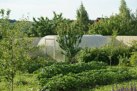 蔬菜 食物 农场 农业 收获 水果 栽培 小屋 温室 花园