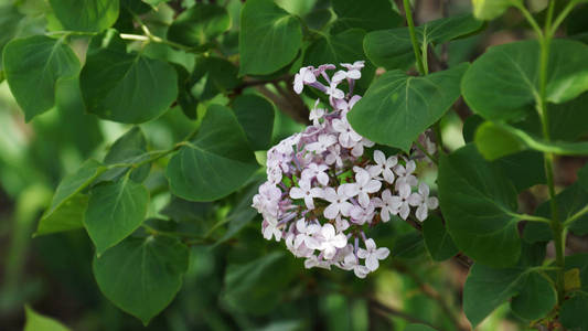 花园 植物 自然 丁香花