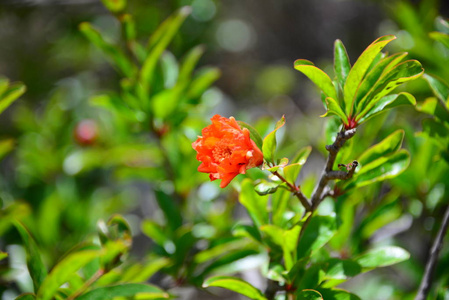 花的 夏天 季节 花园 花瓣 美丽的 自然 西班牙 美女