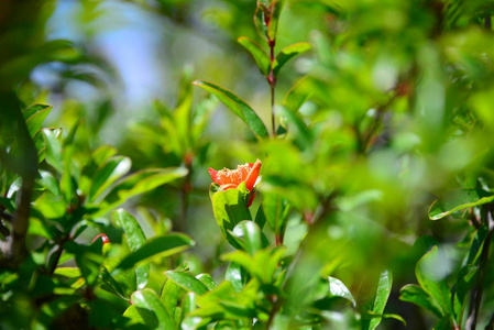 季节 自然 西班牙 植物学 植物 美丽的 颜色 植物区系