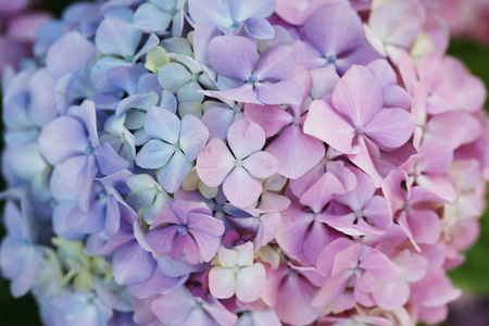 大叶菜 花束 浪漫的 绣球花 美女 盛开 自然 紫色 植物