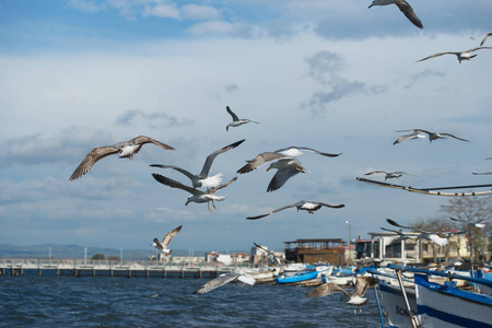 美丽的 海鸥 集中 羽毛 旅行 动物 自由 伊斯坦布尔 空气