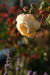 美丽的 植物 繁荣 开花 盛开 天空 特写镜头 玫瑰 品红