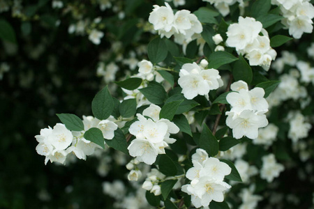 灌木丛 芳香 特写镜头 花园 优雅 茉莉 开花 花的 盛开