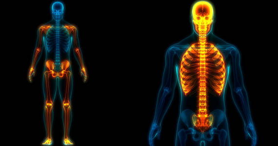 尺骨 身体 骨骼 科学 肌肉 人类 肱骨 半径 照顾 男人