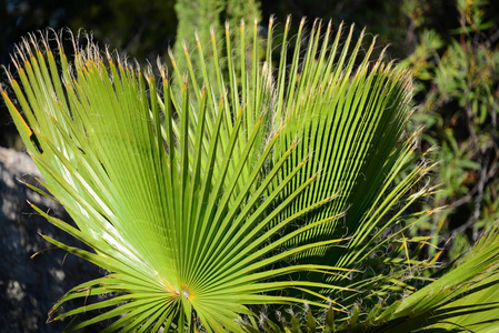 春天 分支 特写镜头 夏天 环境 季节 植物 西班牙 花园